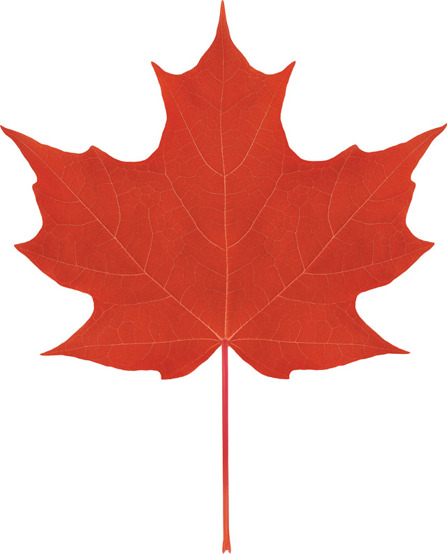free clipart maple leaf canada - photo #44