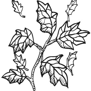 Maple Tree Branch with Maple Leaf Coloring Page: Maple Tree Branch ...