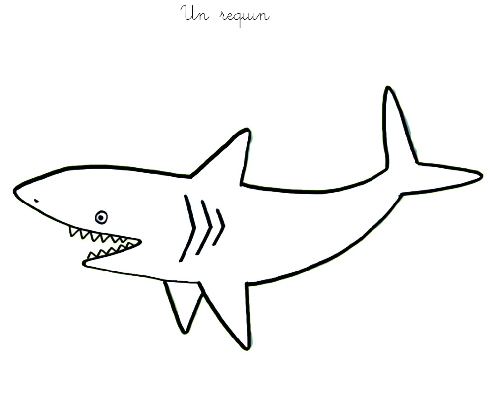 Requin Dessin Clipart Best
