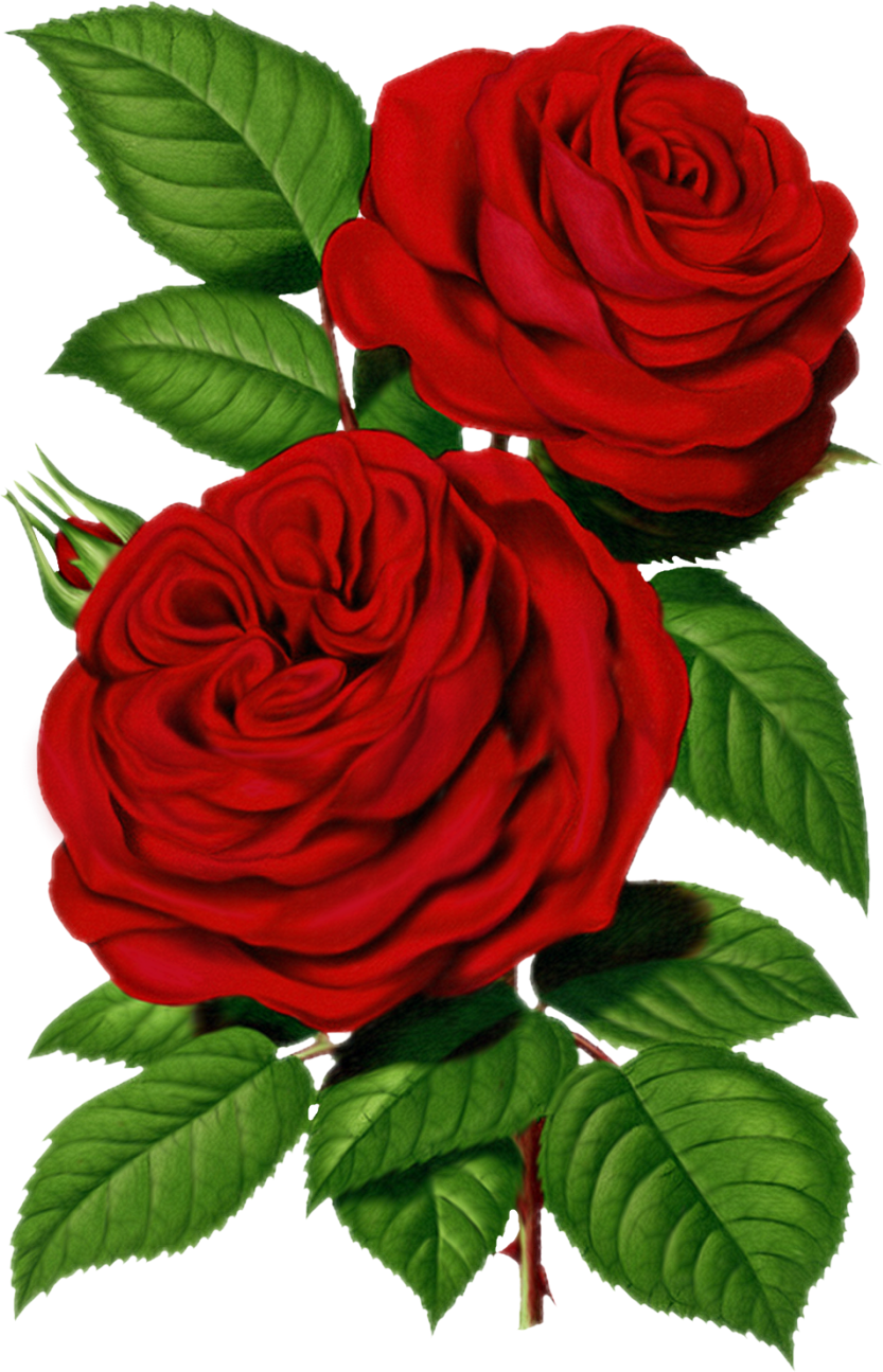 Victorian Rose Pictures | Free Download Clip Art | Free Clip Art ...