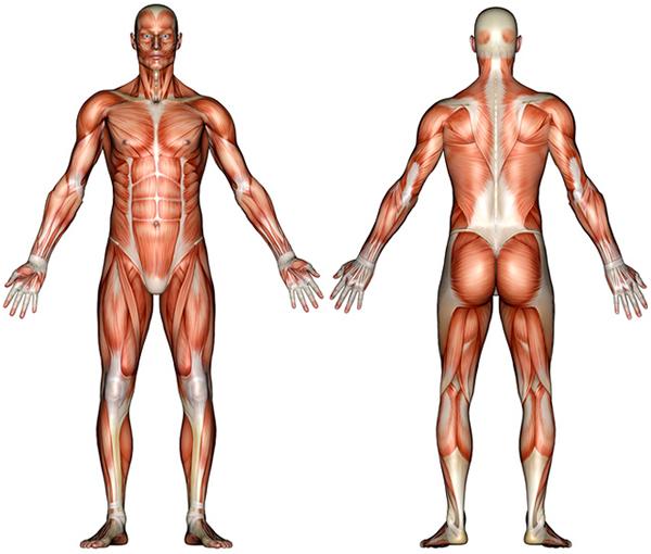 Blank Anatomy Muscle Diagrams & Blank Muscle Diagram Of The Human ...