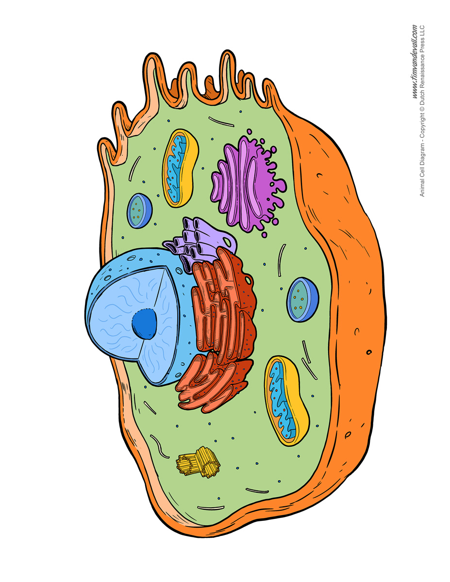 Animal Cell Diagram - Unlabeled - Tim's Printables
