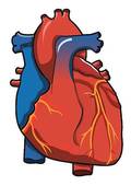 Human Heart Clipart - Free Clipart Images