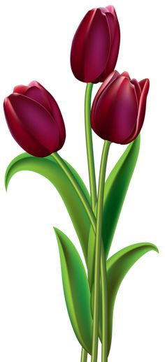 Clip art, Spring and Tulip