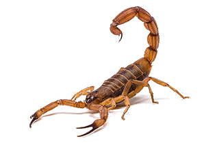 BugRaiders Pest Control | Scorpion Control
