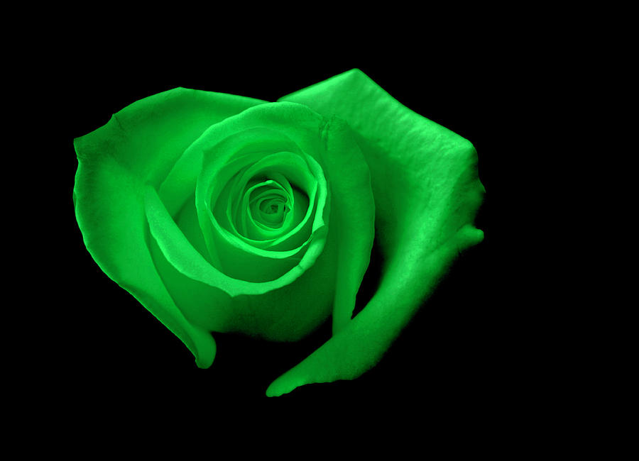 green rose clip art - photo #7