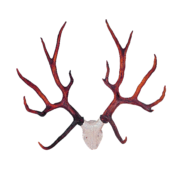 free clip art deer antlers - photo #27
