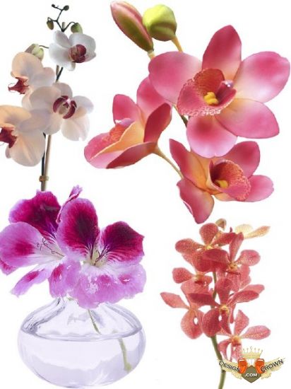 Download amazing png images spring flowers for Adobe Photoshop ...