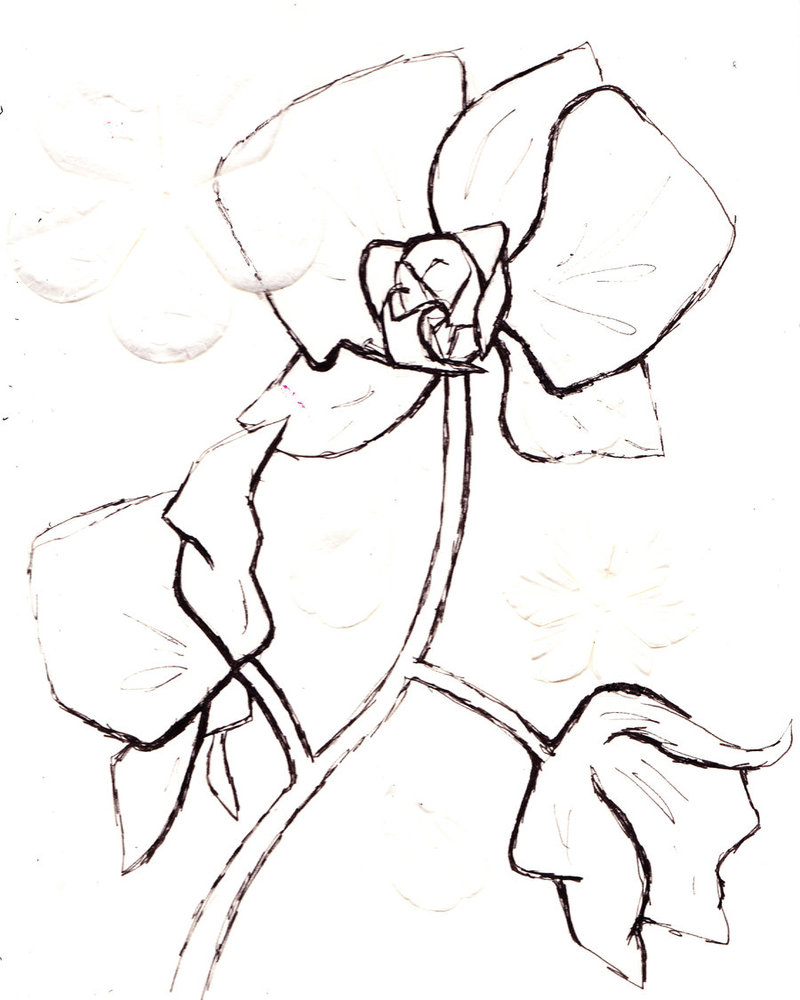 Orchid Drawing Outline