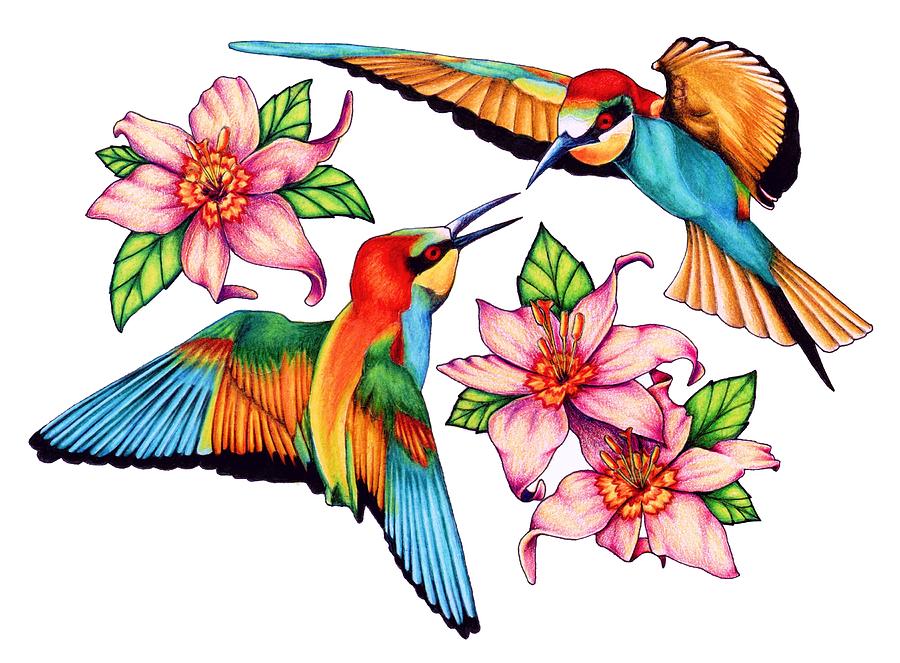 Hummingbirds Drawings for Sale