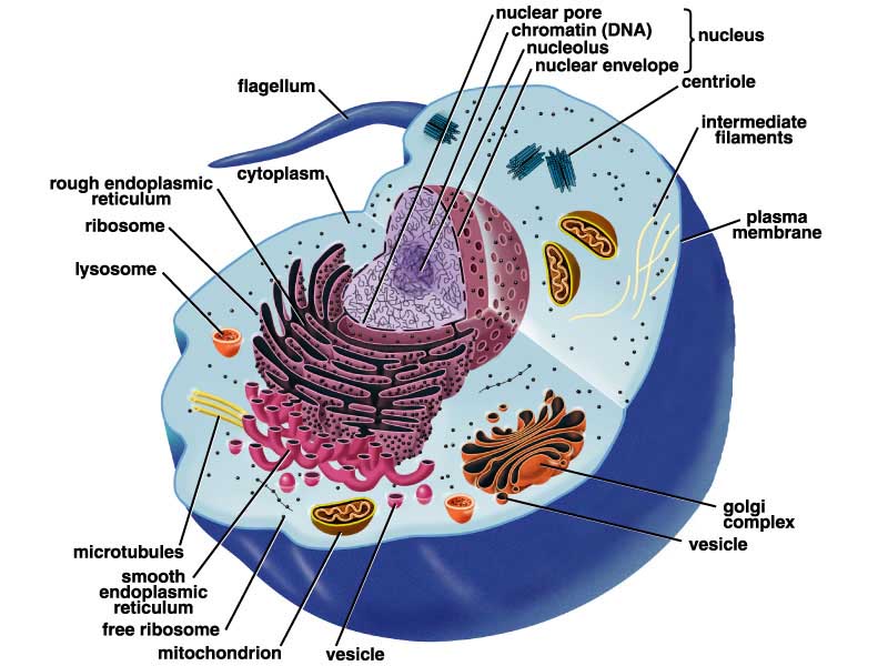 ihnnnohu: animal cell model with labels