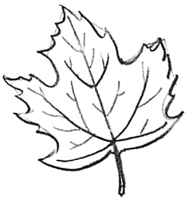 How to Draw Maple Leaves - Easy Leaf step by step drawing lesson ...
