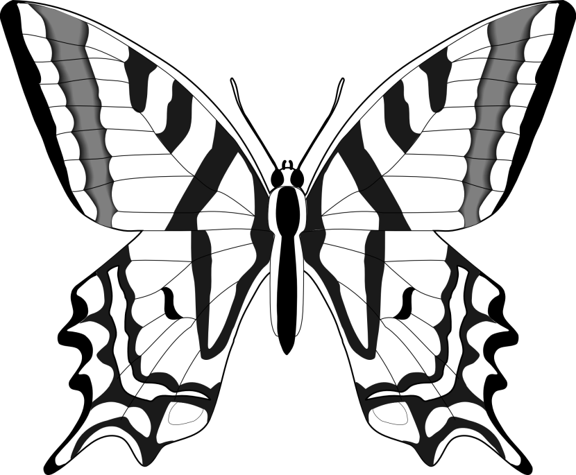 Butterfly black and white clip art
