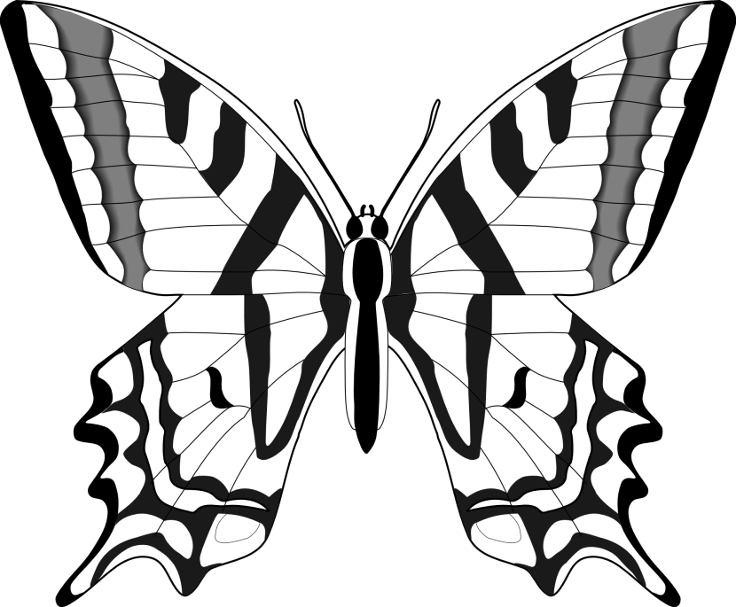 566 views Butterfly black and white clip art