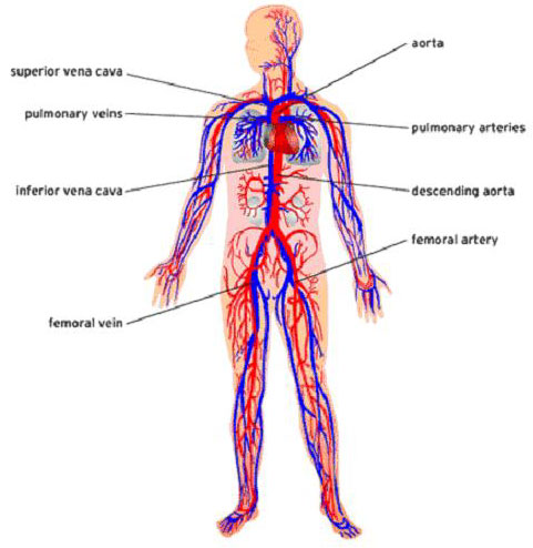 Circulatory System Diagram Labeled - AoF.com
