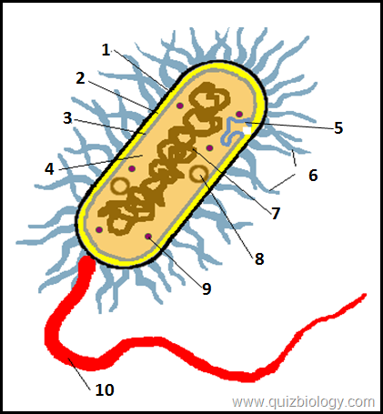 Multiple Choice Quiz on Bacterial Cell | Biology Multiple Choice ...