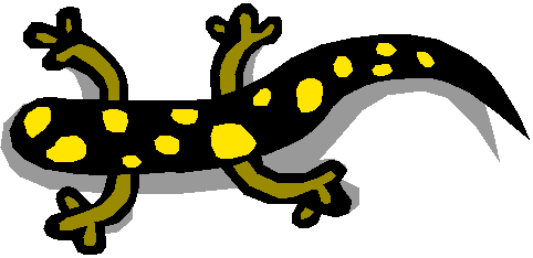 Salamander Clip Art - ClipArt Best