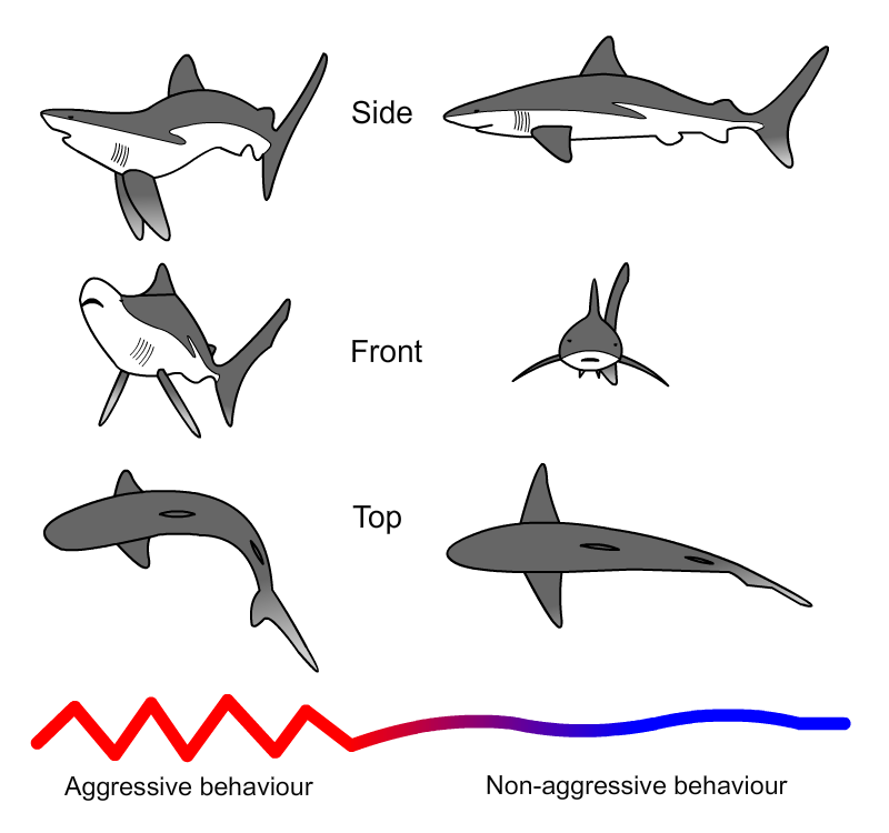Shark Images Free | Free Download Clip Art | Free Clip Art | on ...