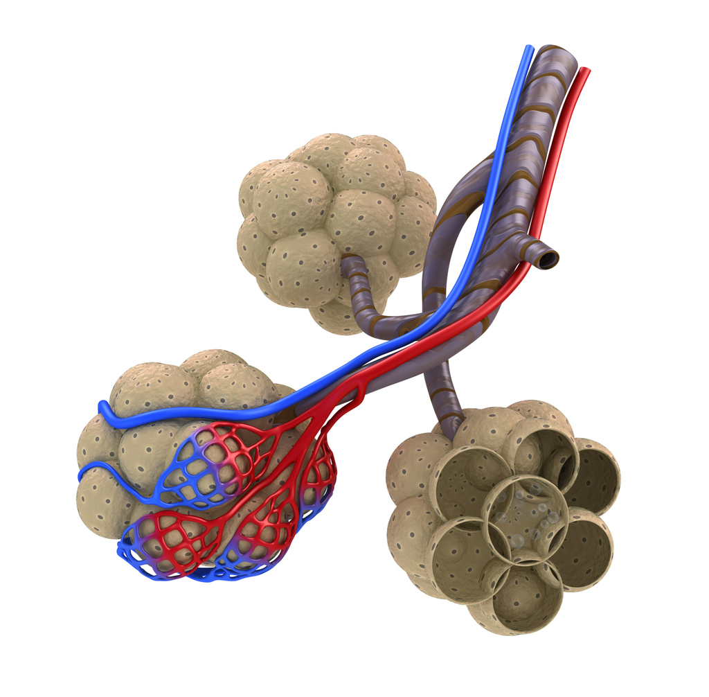Alveoli - ClipArt Best