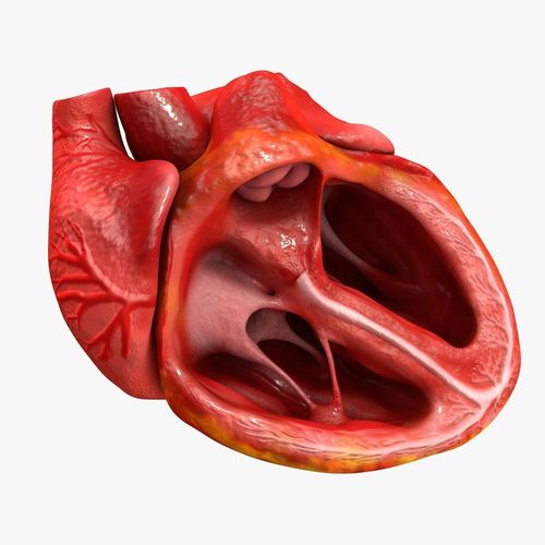3D model Animated Realistic Human Heart - Medically Accurate VR ...