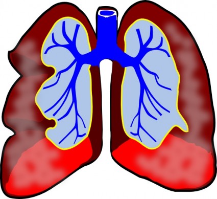 Free clipart respiratory system