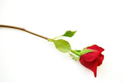 Rose With Stem - ClipArt Best