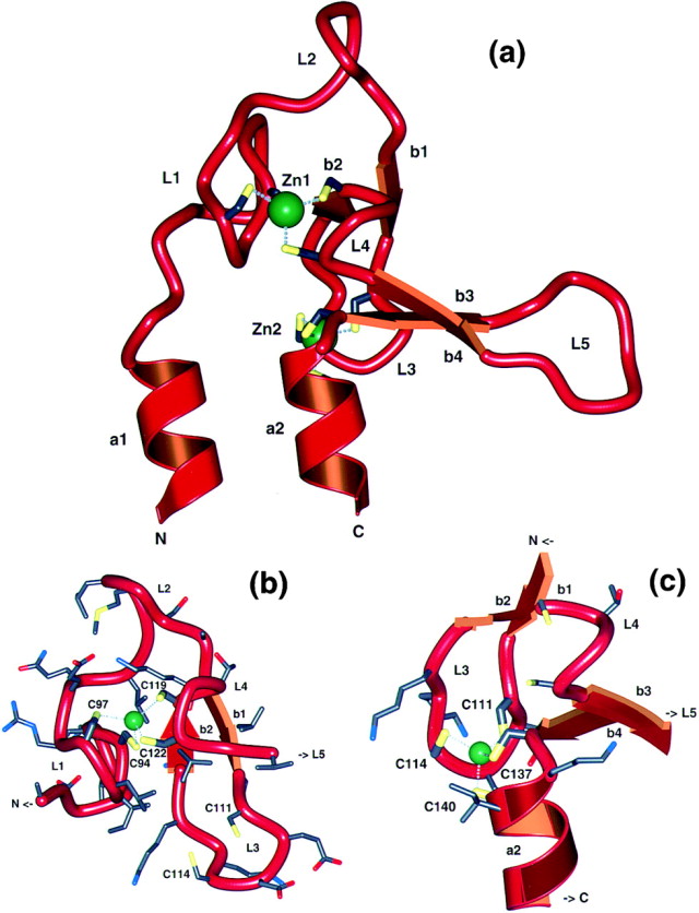 Structural Basis of Rab Effector Specificity: Crystal Structure of ...