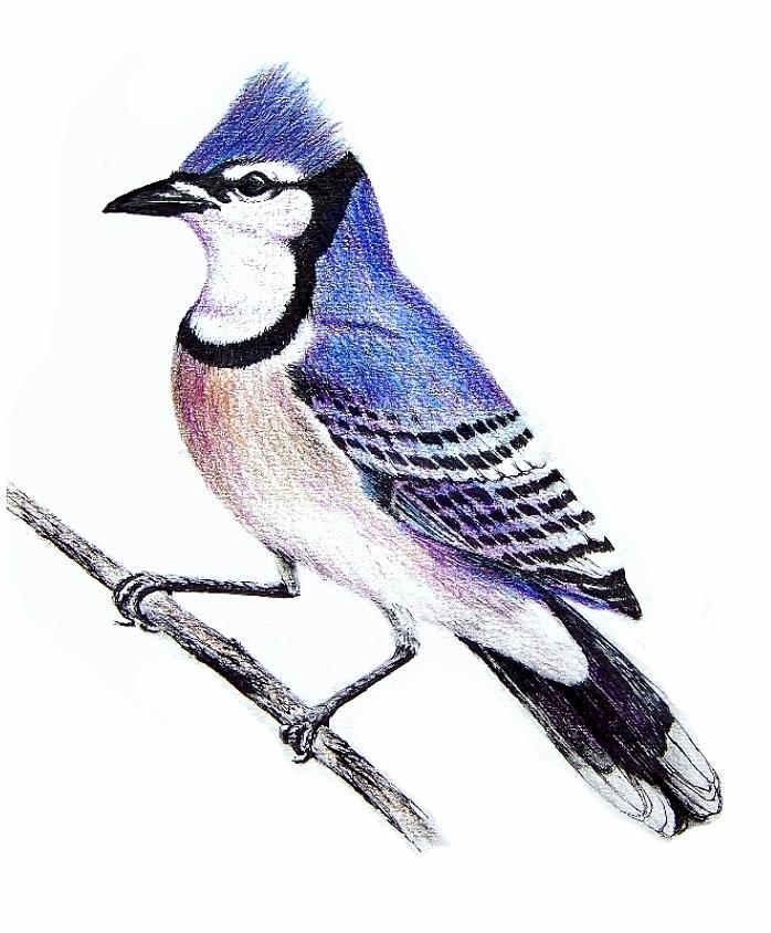 Blue Bird Drawings - ClipArt Best