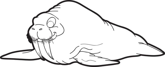 Free, Printable Walrus Coloring Page for Kids