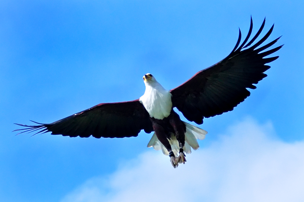 clipart eagles soaring - photo #29