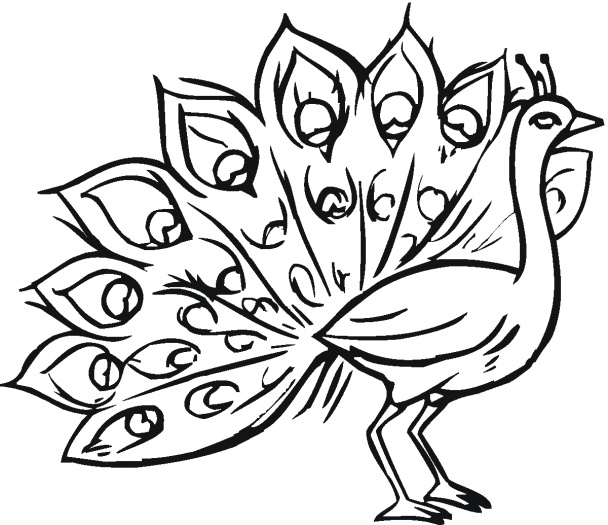 Peacock 14 coloring page | Super Coloring