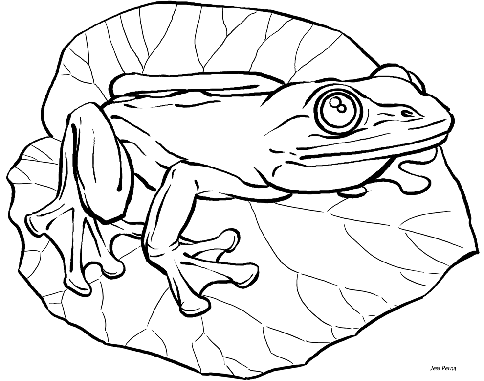 Cute Frog Coloring Books For Drawing | Hagio Graphic