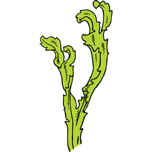 seaweed clipart, cliparts of seaweed free download (wmf, eps, emf ...