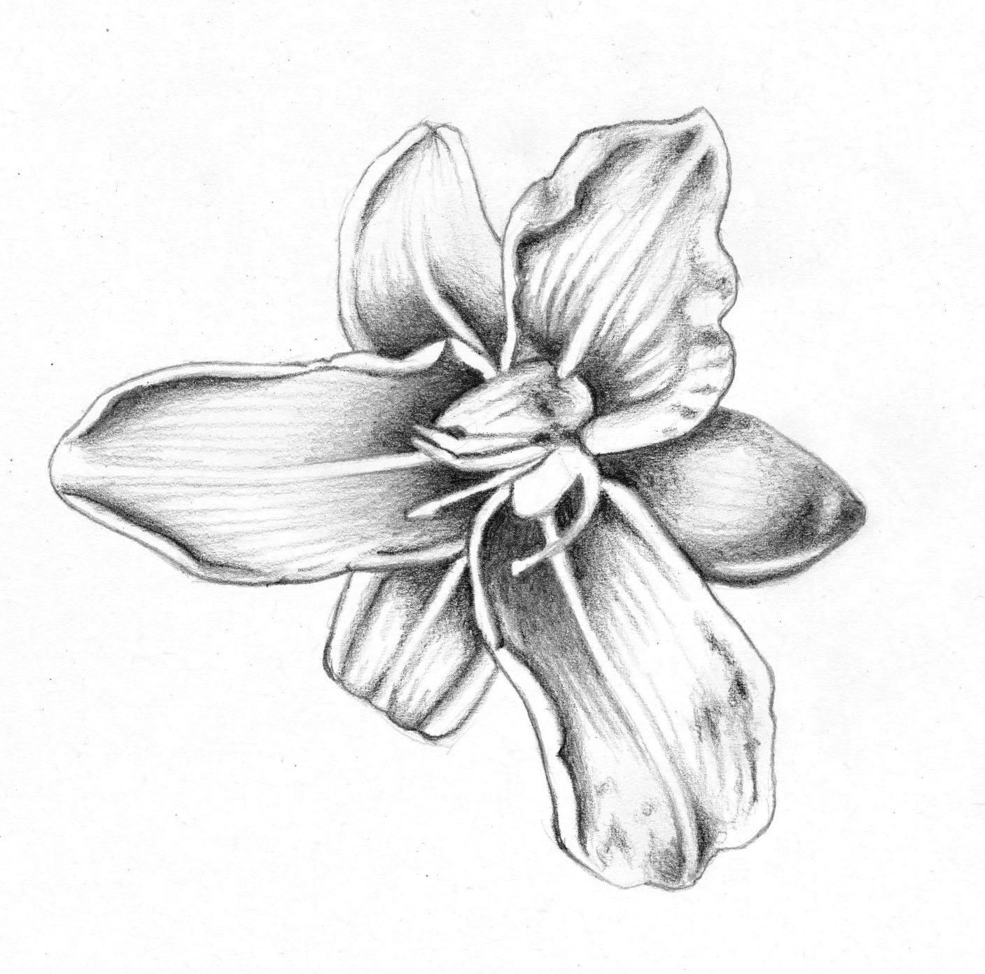 lily flower drawing