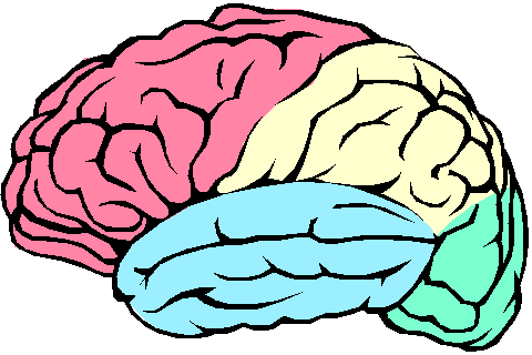 Brain Diagram For Kids - ClipArt Best