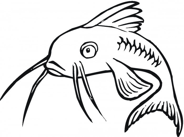 Catfish coloring pictures | Super Coloring