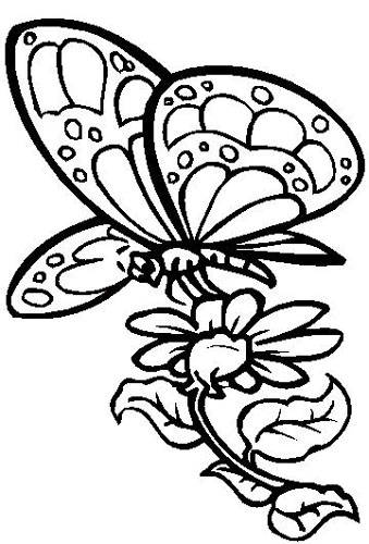 Butterfly And Flower Drawings - ClipArt Best