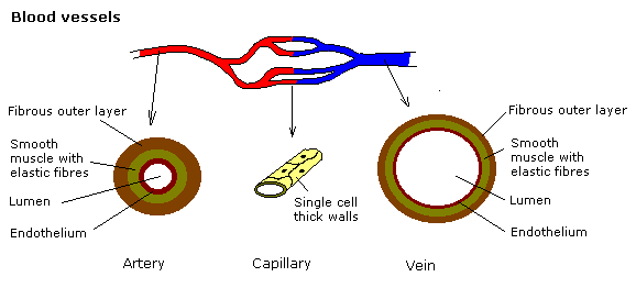 GCSE Science/The Heart - Wikibooks, open books for an open world