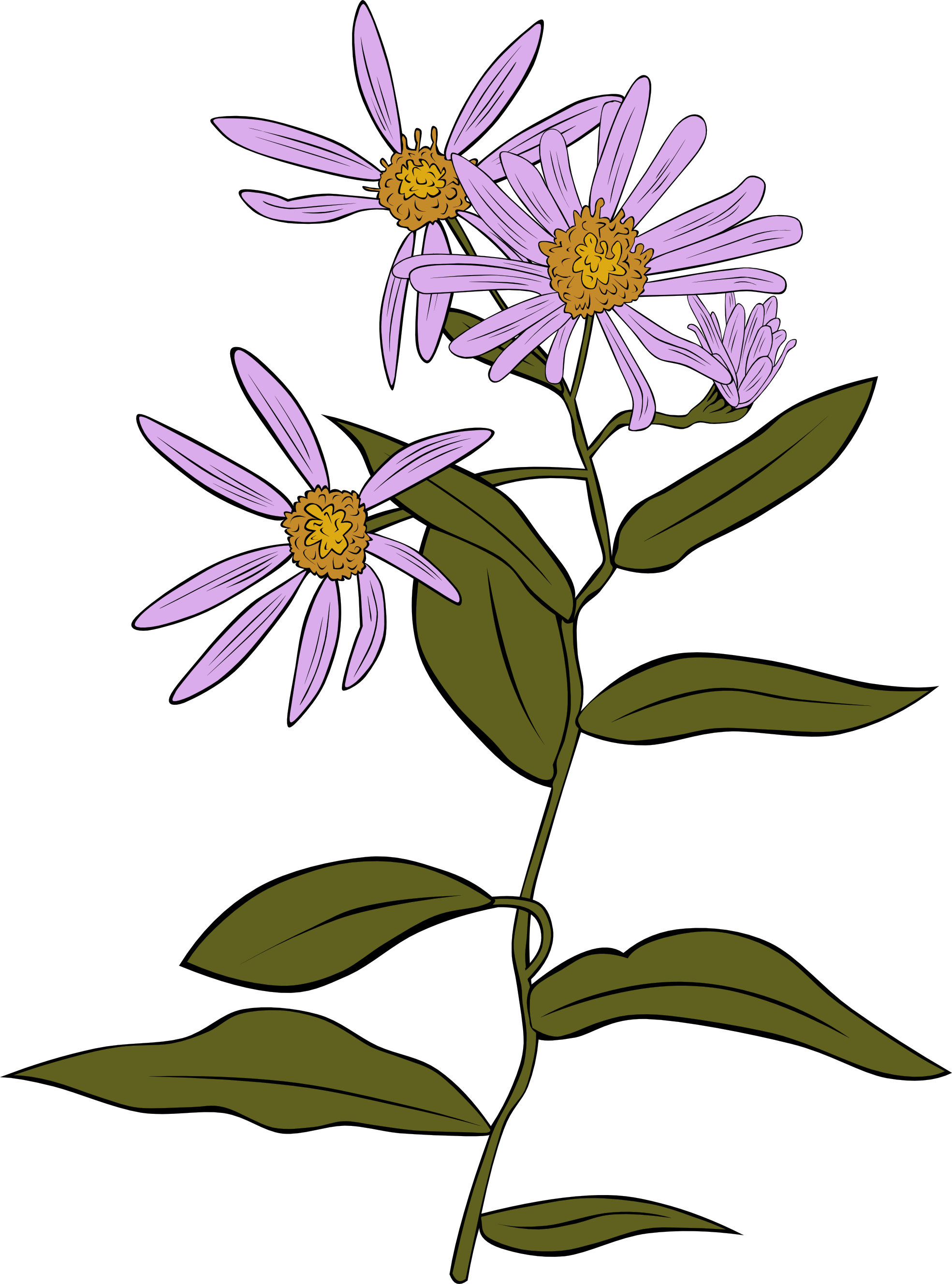 Aster Conspicuus SVG