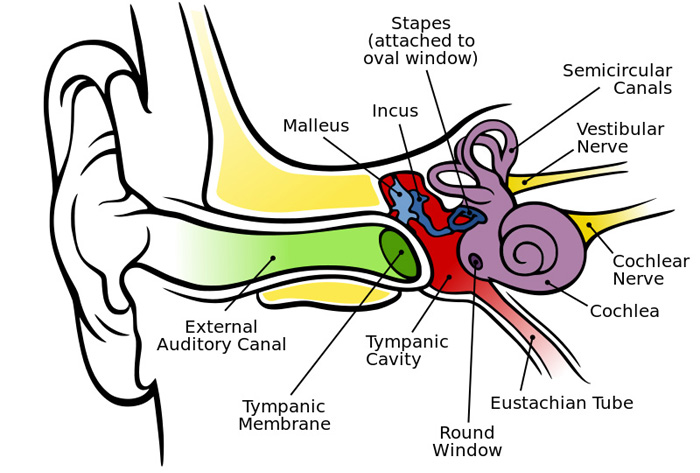 Ear - Human Anatomy Reference Library - redOrbit