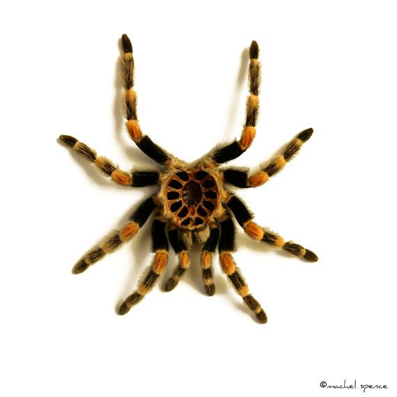 1000+ images about Love these guys! | Giant spider ...