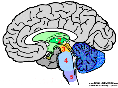 blank diagram of brain