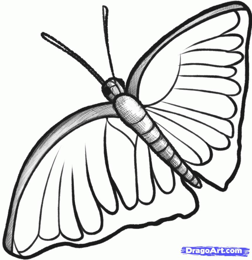 How to Sketch a Butterfly, Step by Step, Sketch, Drawing Technique ...