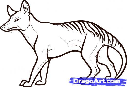 Learn How to Draw a Tasmanian Tiger, Tasmanian Wolf, Dinosaurs ...
