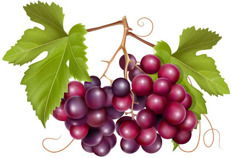 Grapes free vector download (407 Free vector) for commercial use ...