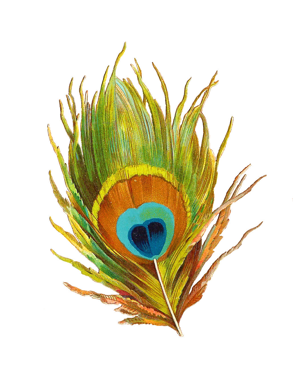 Clipart of peacock feather