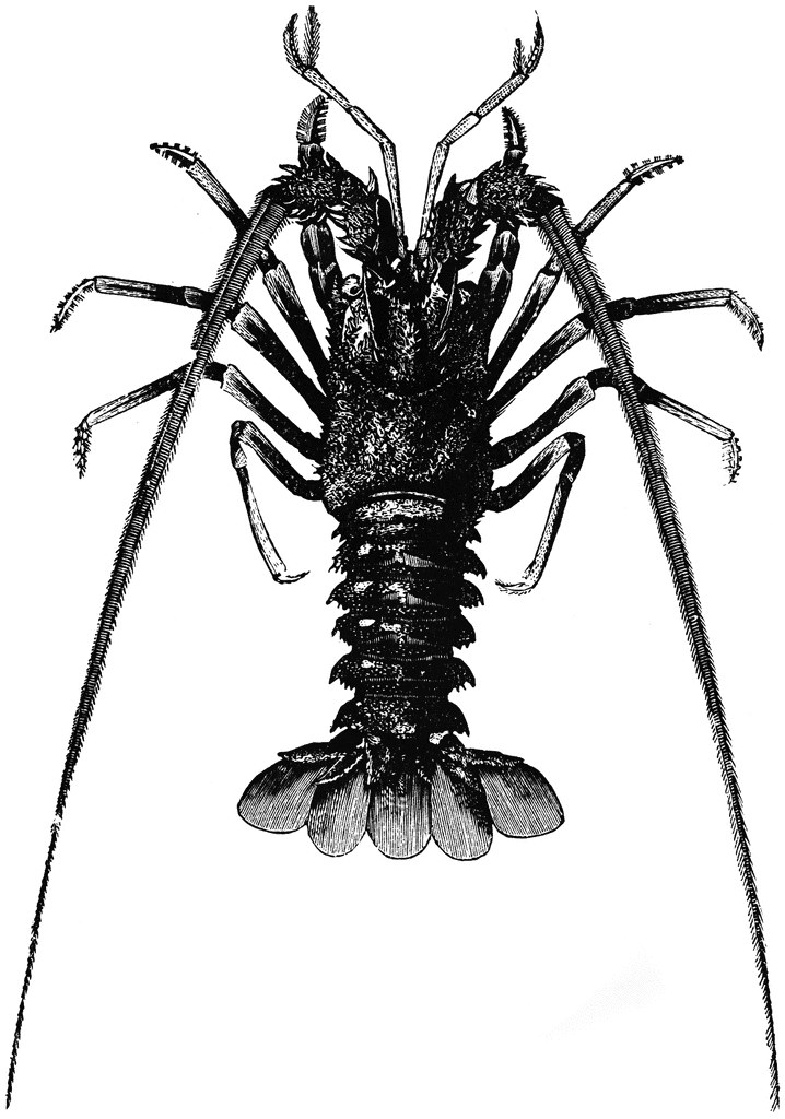 Picture Of A Lobster | Free Download Clip Art | Free Clip Art | on ...