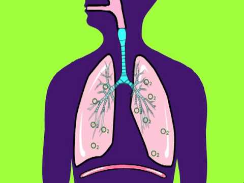 Respiratory System - YouTube