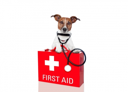 First aid - Dogs & Animals Background Wallpapers on Desktop Nexus ...