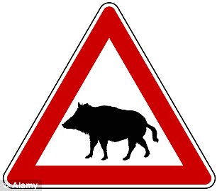 Ministers draw up plans for new signs after rise in number of boar ...